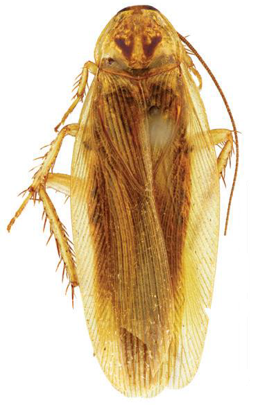 Kecoa